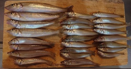 キスの釣果
