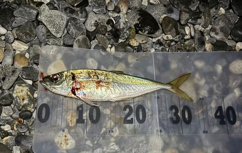 マアジの釣果