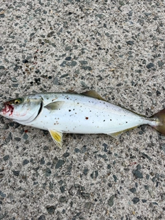 ツバスの釣果