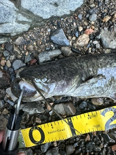 ナマズの釣果