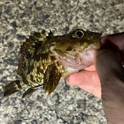 カサゴ