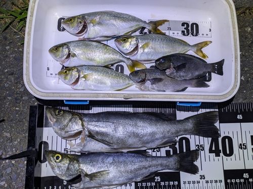 ショゴの釣果
