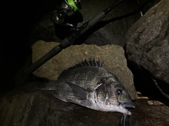 チヌの釣果