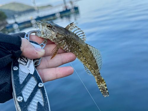 アナハゼの釣果