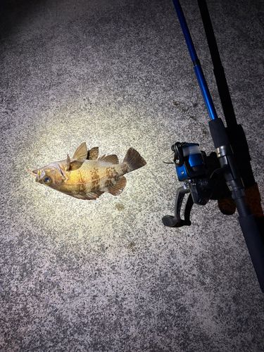 メバルの釣果