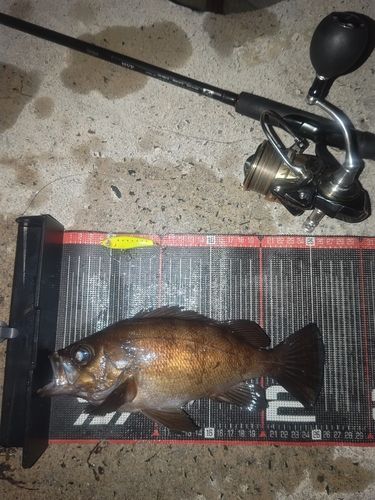 メバルの釣果