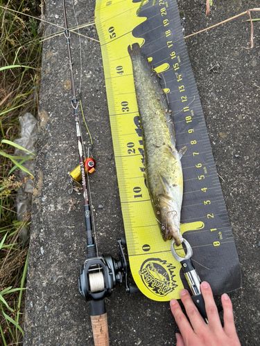 ナマズの釣果
