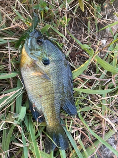 ブルーギルの釣果