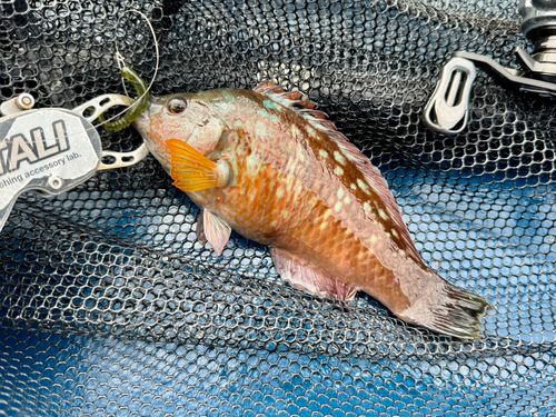 ホシササノハベラの釣果
