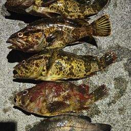 ベッコウゾイ