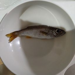 ムツ