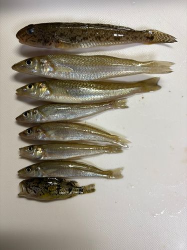 シロギスの釣果