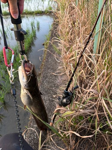 ナマズの釣果