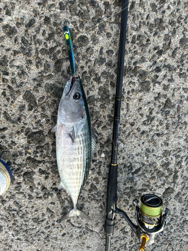 ハガツオの釣果