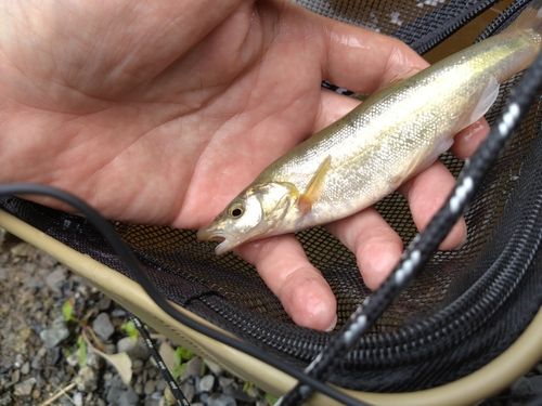 アブラハヤの釣果