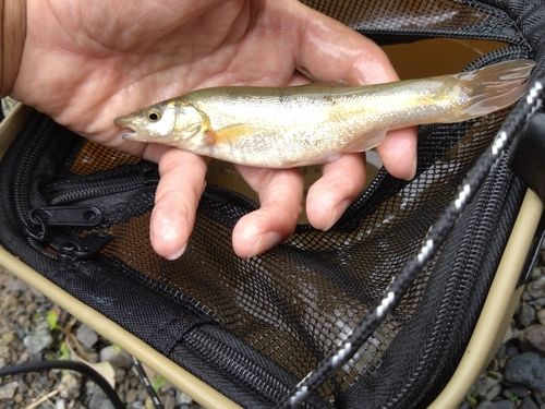 アブラハヤの釣果
