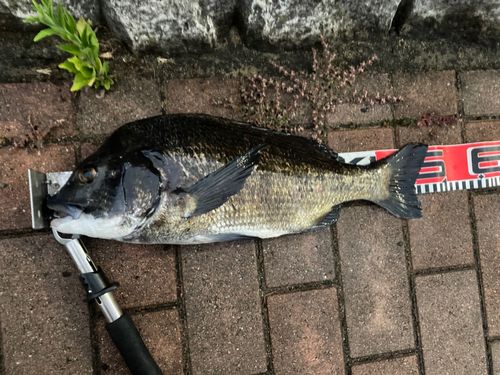 クロダイの釣果