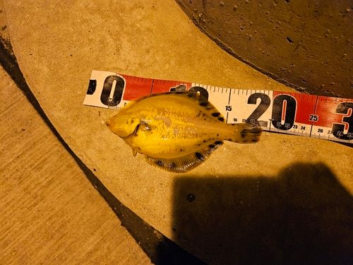 マツカワの釣果