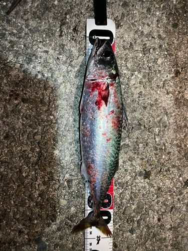 サバの釣果