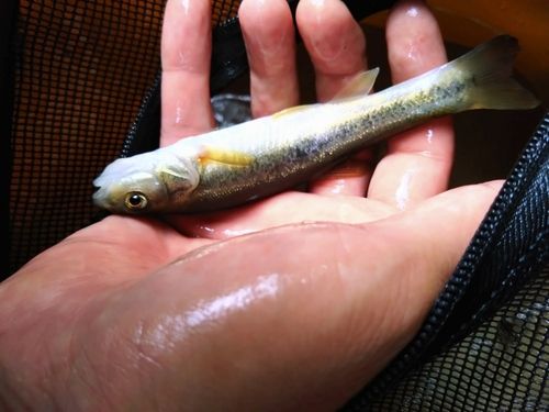 アブラハヤの釣果
