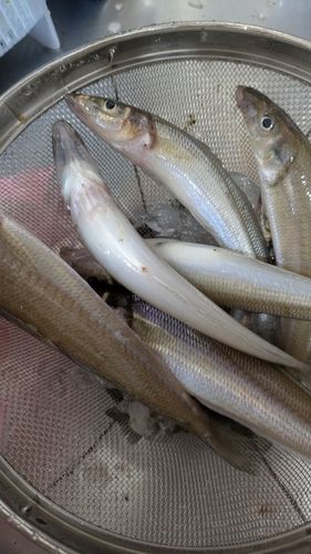 キスの釣果