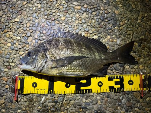 チヌの釣果