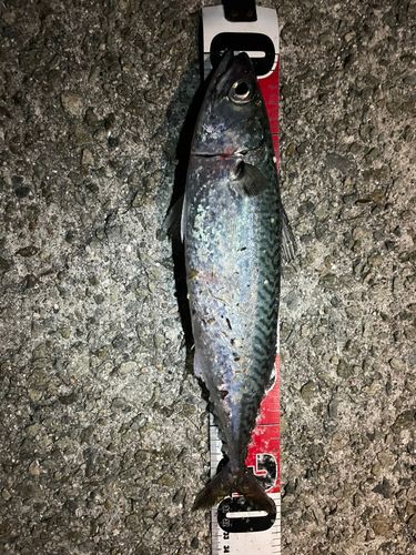 サバの釣果