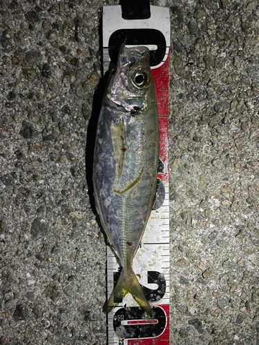 サバの釣果
