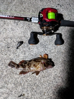 カサゴの釣果