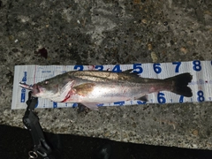シーバスの釣果