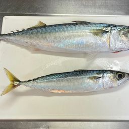 サバ