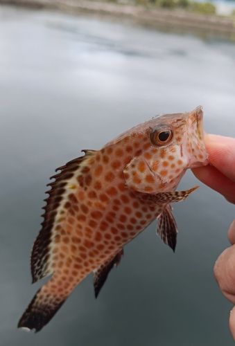 オオモンハタの釣果