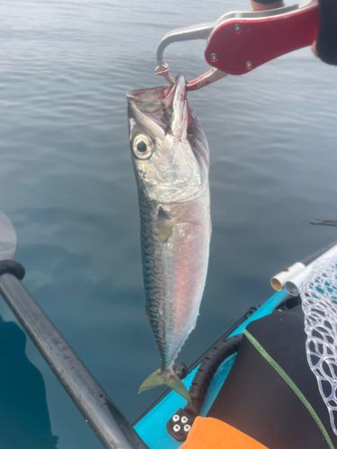 マサバの釣果