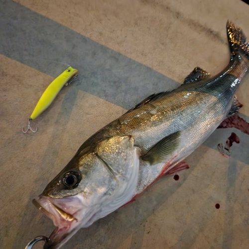 シーバスの釣果