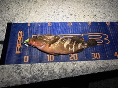 キジハタの釣果