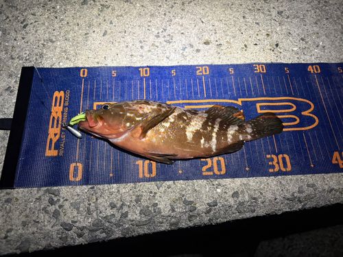 キジハタの釣果