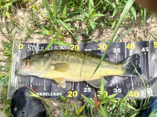 ブラックバスの釣果