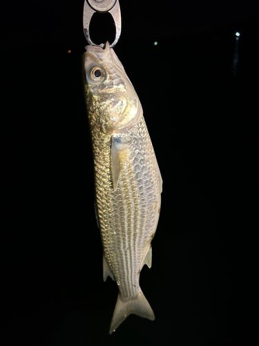 ボラの釣果