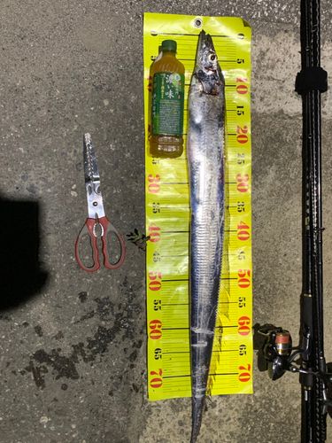 タチウオの釣果