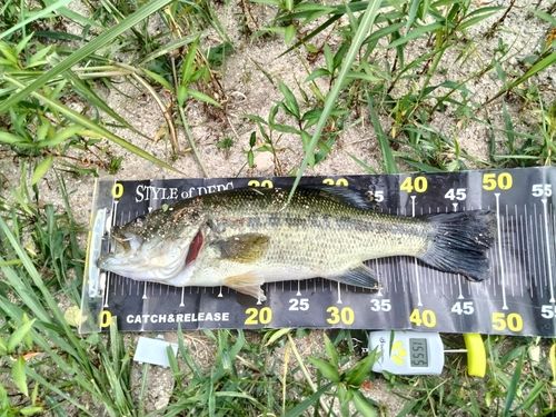 ブラックバスの釣果