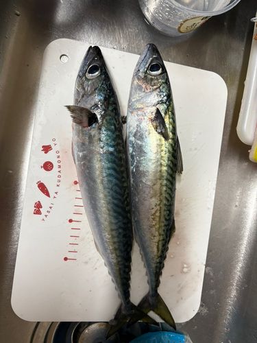 サバの釣果