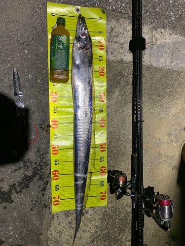 タチウオの釣果