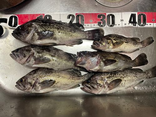 ソイの釣果