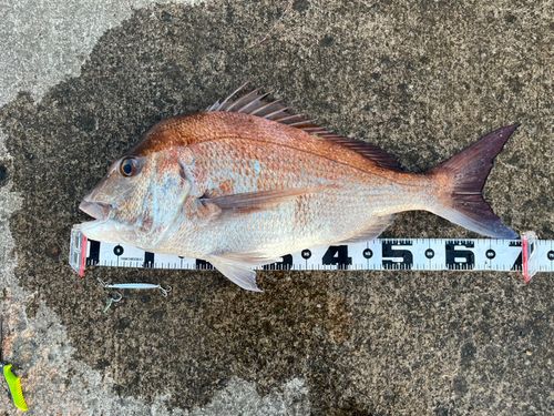 マダイの釣果
