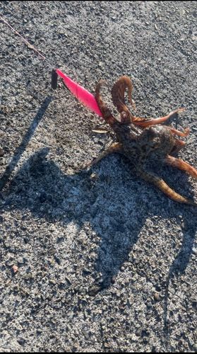 タコの釣果