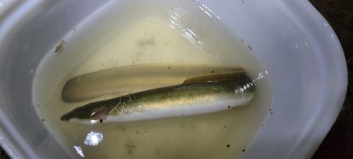 ウナギの釣果