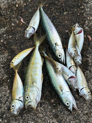 アジの釣果
