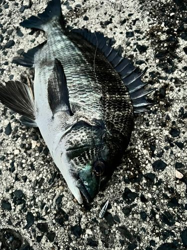 チヌの釣果