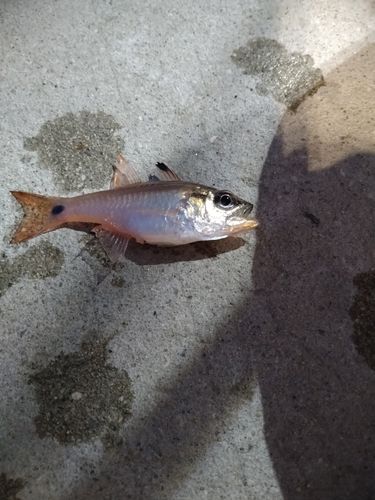 クロホシイシモチの釣果