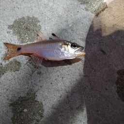 クロホシイシモチ